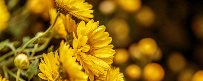 菊花的寓意 菊花的寓意和象征诗句