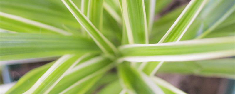 吊兰怎么移植（吊兰怎么移植水培）