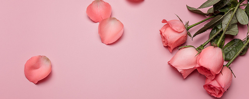 粉玫瑰的花语和寓意（粉玫瑰的花语和寓意是什么）
