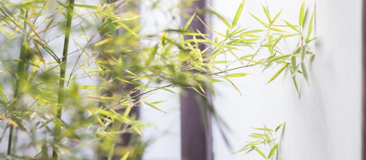 富贵竹的水养殖方法（富贵竹怎样用水养）