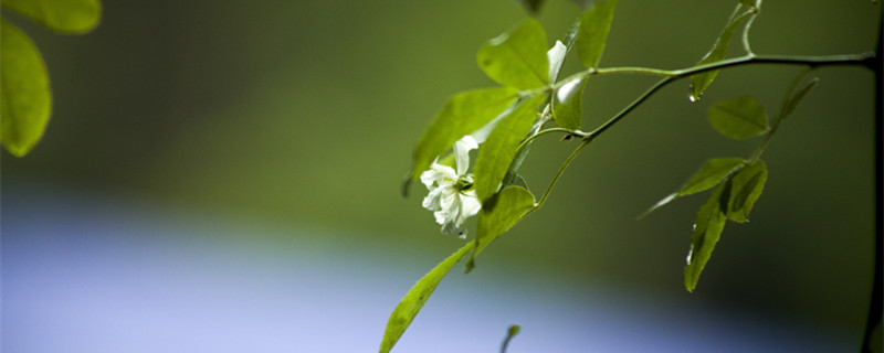 白蔷薇花语及代表意义（白色蔷薇花语及代表意义）