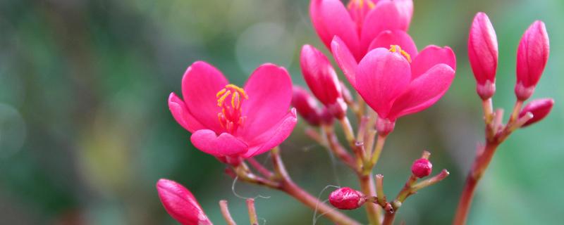 琴叶珊瑚的养殖方法和注意事项 琴叶珊瑚生长环境