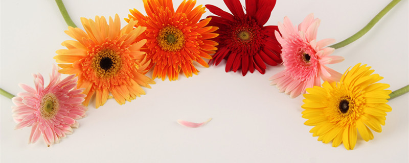 太阳花什么时候播种（太阳花什么时候播种最好）