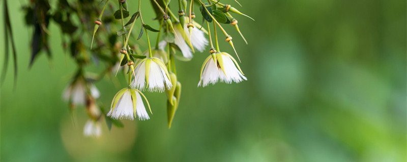 倒挂金钟的养殖方法（倒挂金钟的养殖方法修剪）