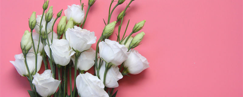 白色桔梗花语是什么（白色桔梗花的花语）