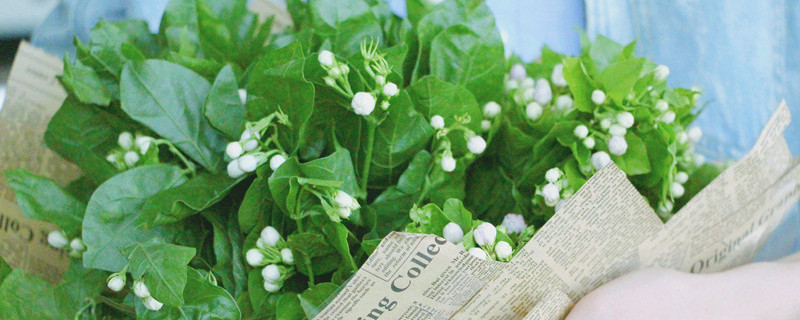 茉莉花开花就掉怎么回事 茉莉花开花掉花是怎么回事