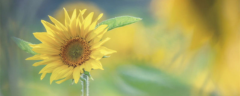 盆栽向日葵怎么浇水 向日葵种植怎么浇水