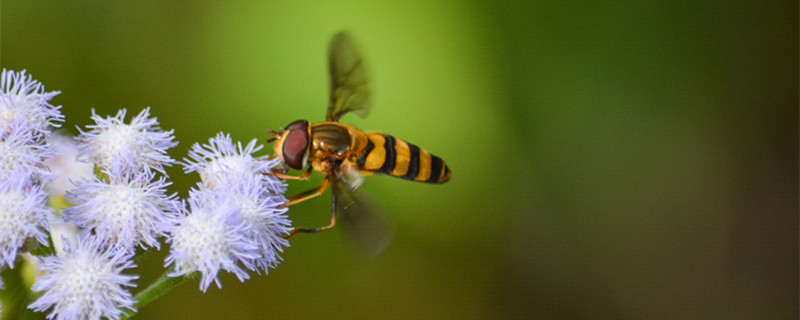 植物传播种子的方法（植物传播种子的方法有哪些?二年级上册视频）