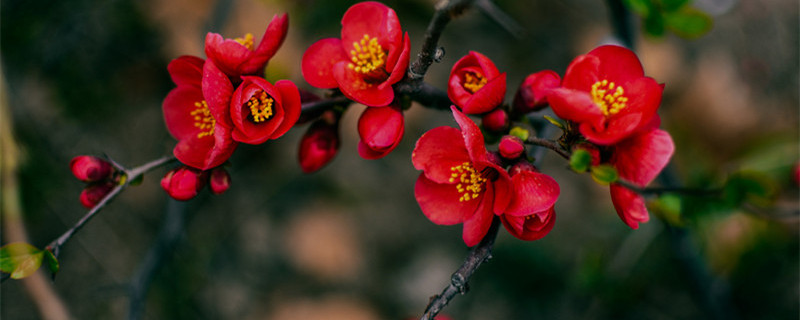 海棠什么时候开花 长寿冠海棠什么时候开花