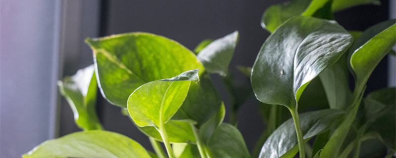 绿萝不能放在卧室吗（绿萝能不能放在卧室）