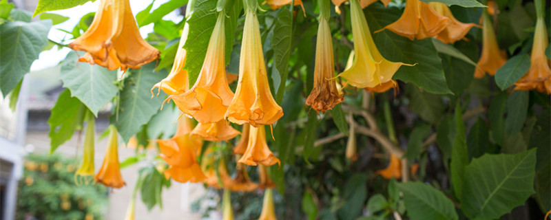 茄科植物有哪些（茄科植物有哪些蔬菜）