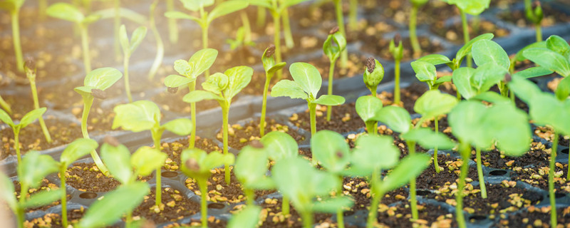 西瓜苗要不要掐尖 西瓜苗要不要掐尖西瓜苗长多长掐尖