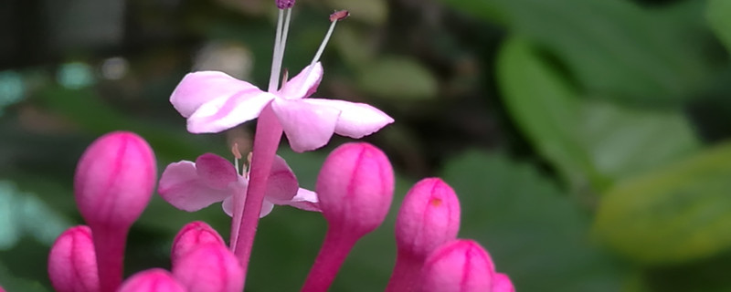 仙客来的花语和寓意 仙客来寓意及花语