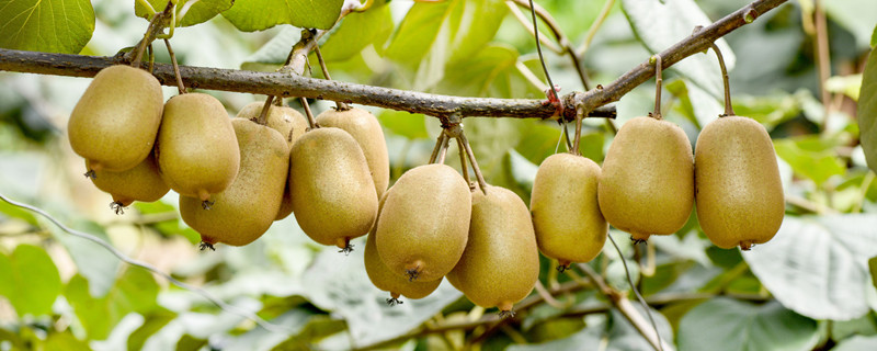 弥猴桃树繁植方法 弥猴桃怎样繁殖的