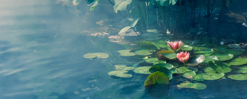 莲花的寓意（莲花的寓意和花语）