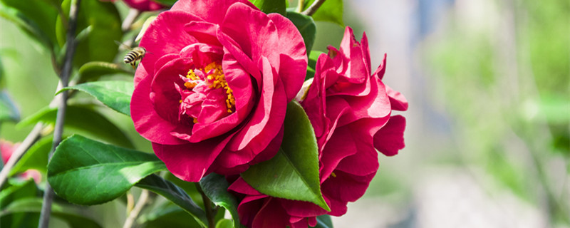 冬天开的花有哪些(冬天开的花有哪些至少20种)