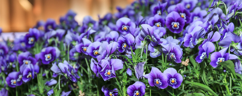 三色堇什么季节开花（三色堇花期几月份种）