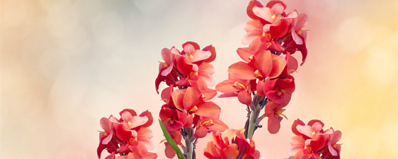 美人蕉适合种植在什么地方 美人蕉怎样种植