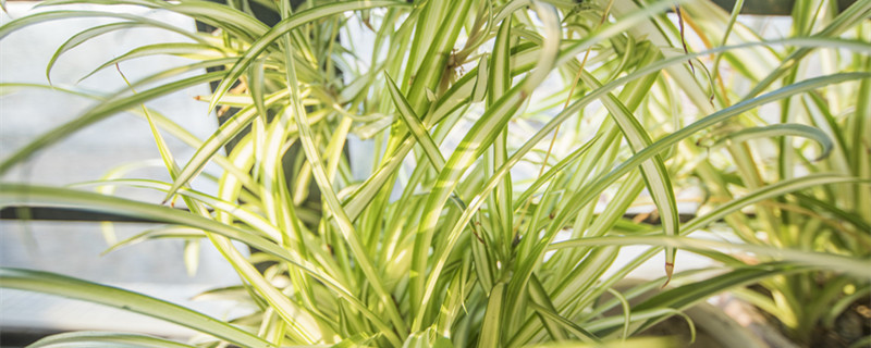 建兰的养殖方法(建兰的养殖方法和注意事项)