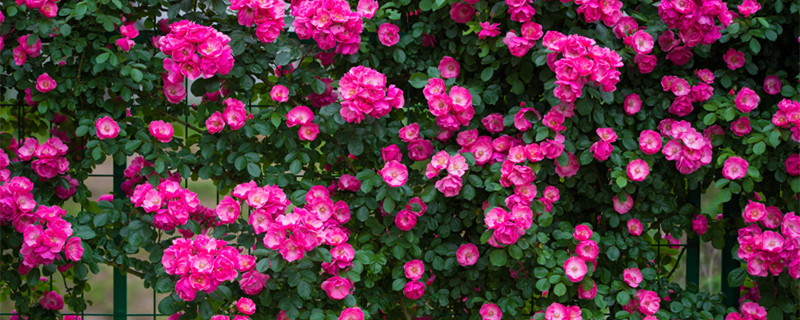 蔷薇花语及代表意义 蔷薇花的花语和象征意义