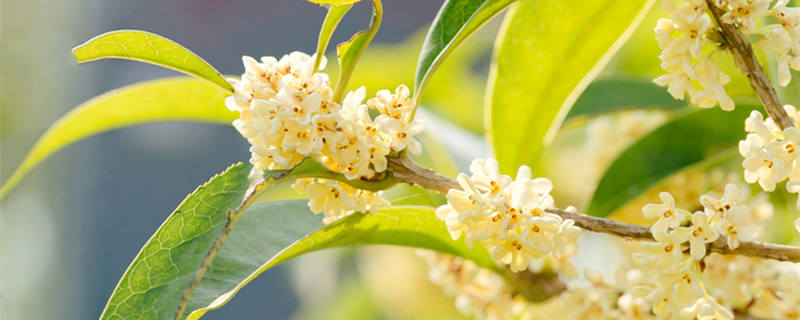 九里香能放在卧室里养吗（九里香能放在室内养吗）