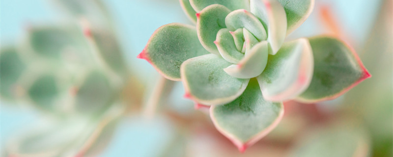 姬玉露和冰灯玉露区别（姬玉露和冰灯玉露的区别）