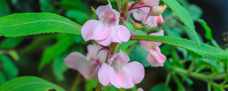 凤仙花的花语（凤仙花的花语是什么）