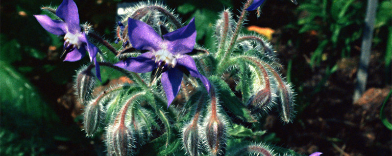 琉璃苣花语（琉璃苣花语英文名）