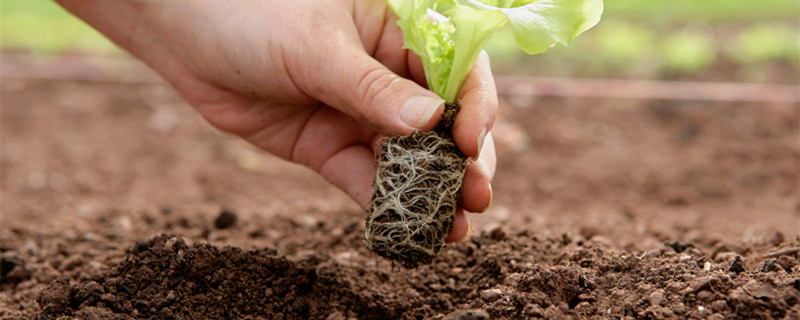 草本植物是什么意思 多年生草本植物是什么意思