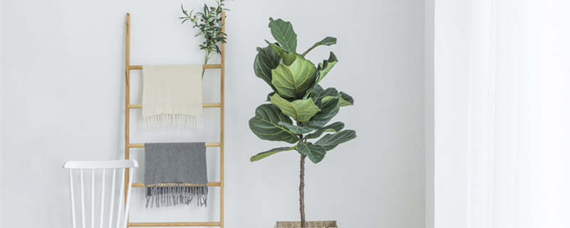 金钱榕树的养殖方法和注意事项（金钱水榕的养殖方法和注意事项）