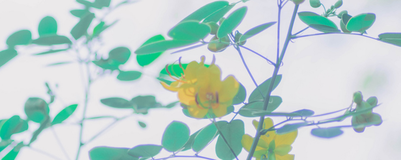 铃兰花语 铃兰花语图片