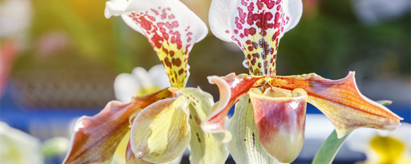 兰花叶有黑斑怎么办 兰花叶子有黑斑是怎么治