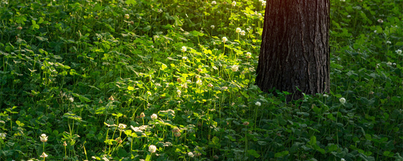 如何辨别白花车轴草 白车轴草是什么