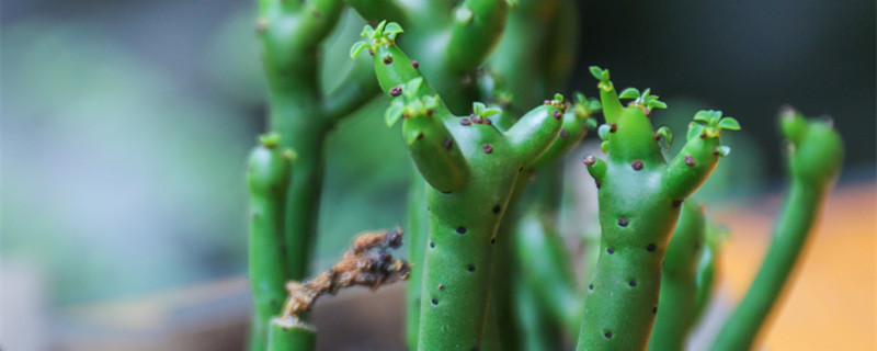 光棍树怎么养（多肉光棍树怎么养）