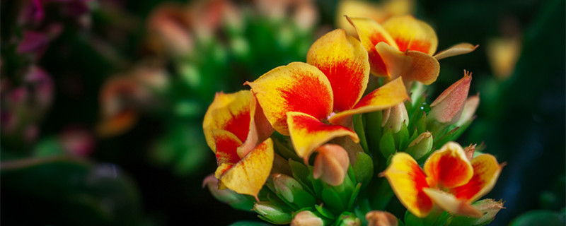 长寿花的养殖方法 长寿花的养殖方法和注意事项