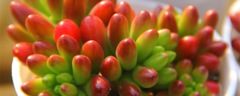 多肉植物的叶插繁殖方法 多肉植物叶插繁殖步骤