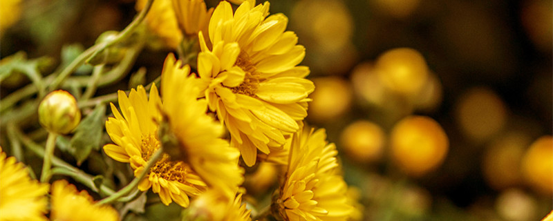 菊花代表什么意思 黄色菊花代表什么意思