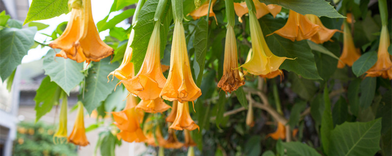 曼陀罗花的传说 曼陀罗花的含义和传说