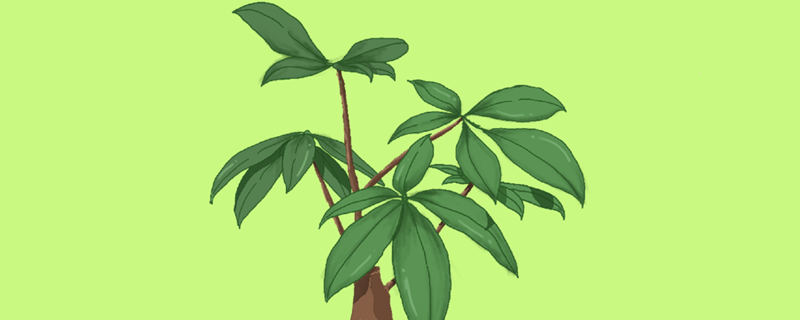 发财树叶子发黄脱落怎样挽救 室内发财树叶子发黄脱落怎样挽救