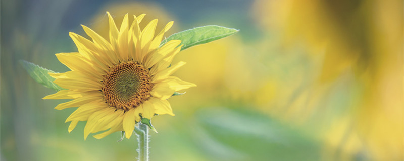 向日葵花期(向日葵花期多少天)