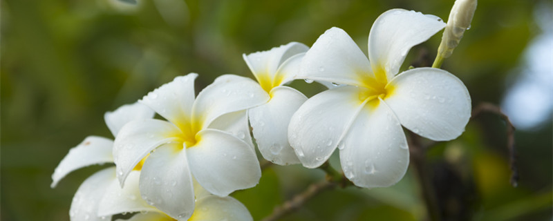 鸡蛋花怎么养（鸡蛋花怎么养护）