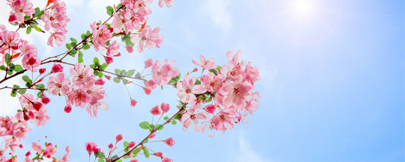 海棠花的花语是什么 西府海棠花的花语是什么