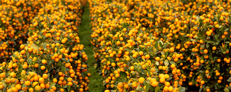 金桔叶子发黄发干生长不旺盛怎么办（金桔嫩叶发黄）