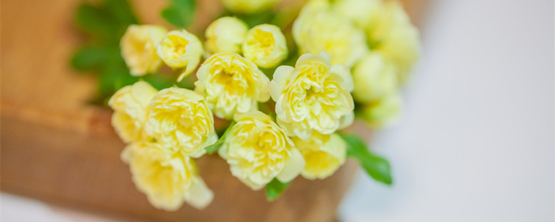 木香花花期(木香花花期很短)