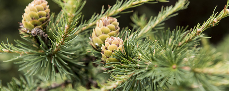 松的象征及寓意 松的象征意义是什么(简单