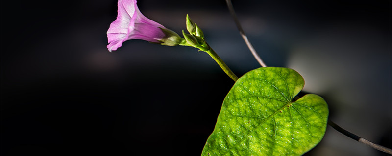 牵牛花的花语（牵牛花的花语是什么）