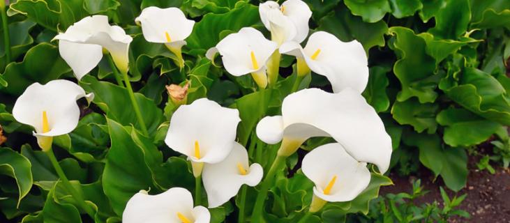 室内可以养的花有哪些品种 室外最好养的花有哪些品种