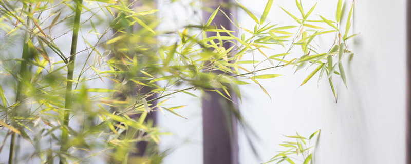 盆栽小竹子怎么养活（盆栽大竹子怎么养活）