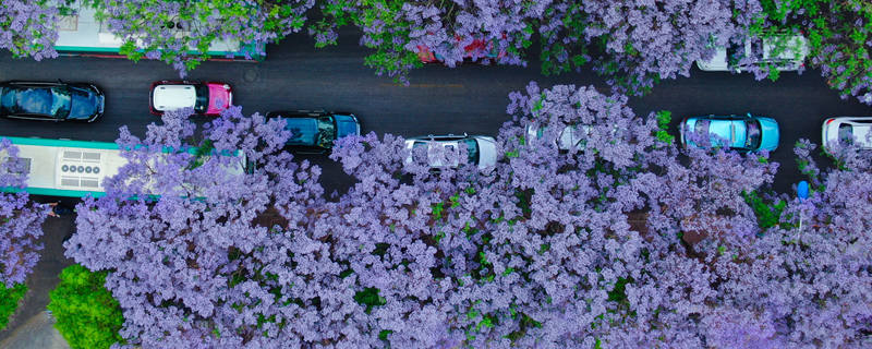 蓝花楹的花语和寓意 蓝花楹的花语和寓意英语