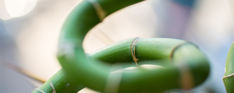 富贵竹养几支最旺运(家里富贵竹养几支最旺运)